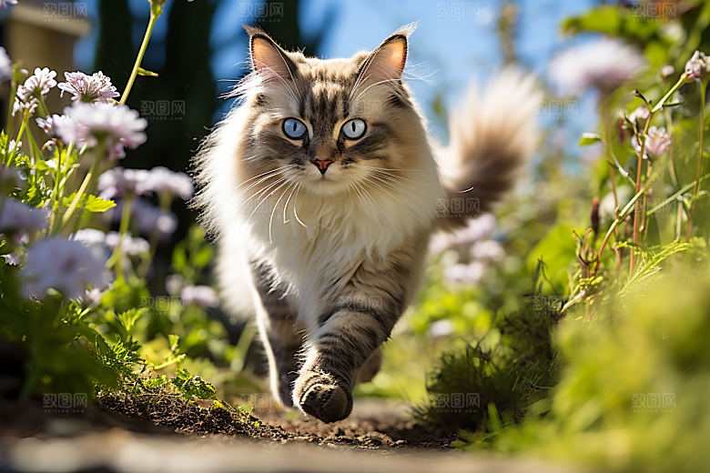 布偶猫宠物仙女猫摄影图