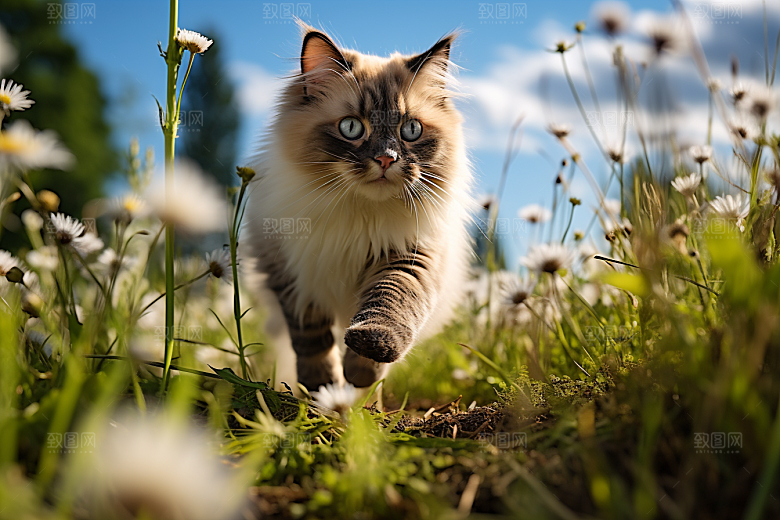 布偶猫清新高清摄影图
