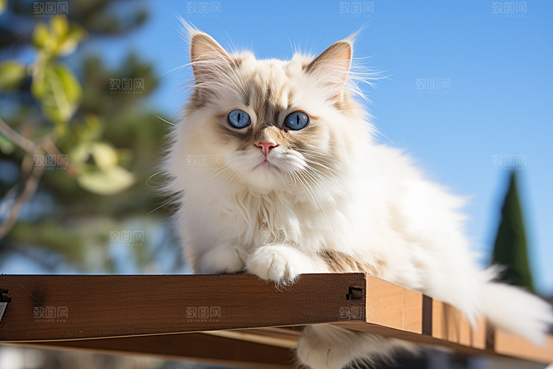 布偶猫家居可爱摄影图