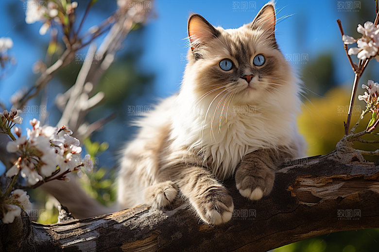 布偶猫仙女猫家居摄影图