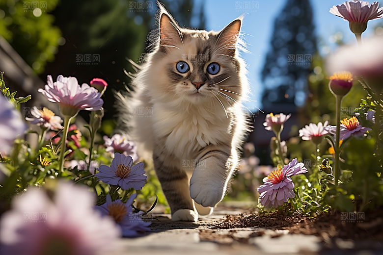 布偶猫宠物家居摄影图