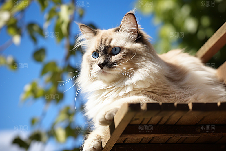 布偶猫仙女猫长毛猫摄影图