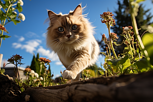 布偶猫可爱高清摄影图