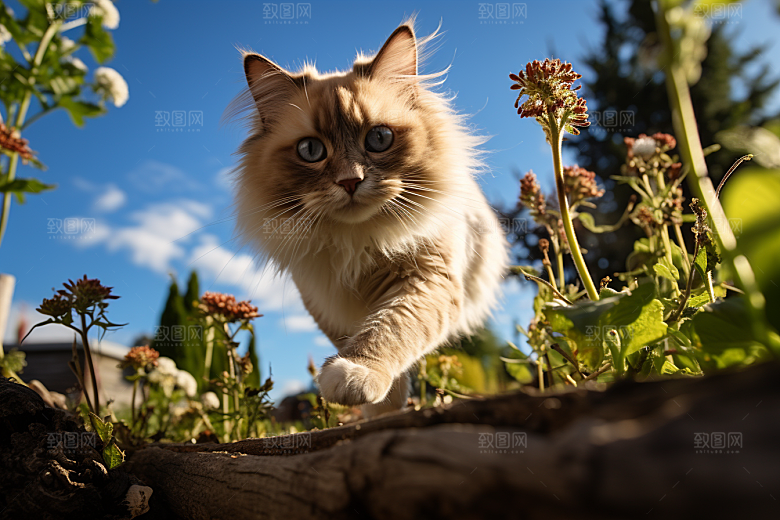 布偶猫可爱高清摄影图