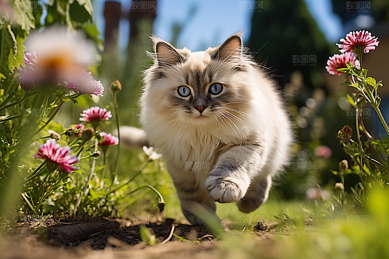 布偶猫可爱生活摄影图