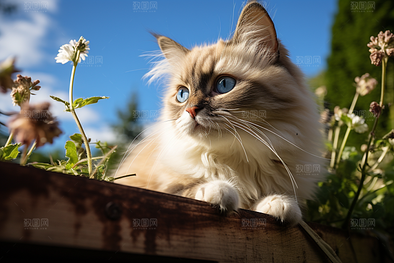 布偶猫生活养宠摄影图