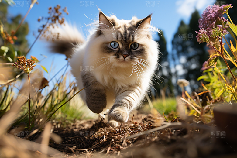 布偶猫自然仙女猫摄影图