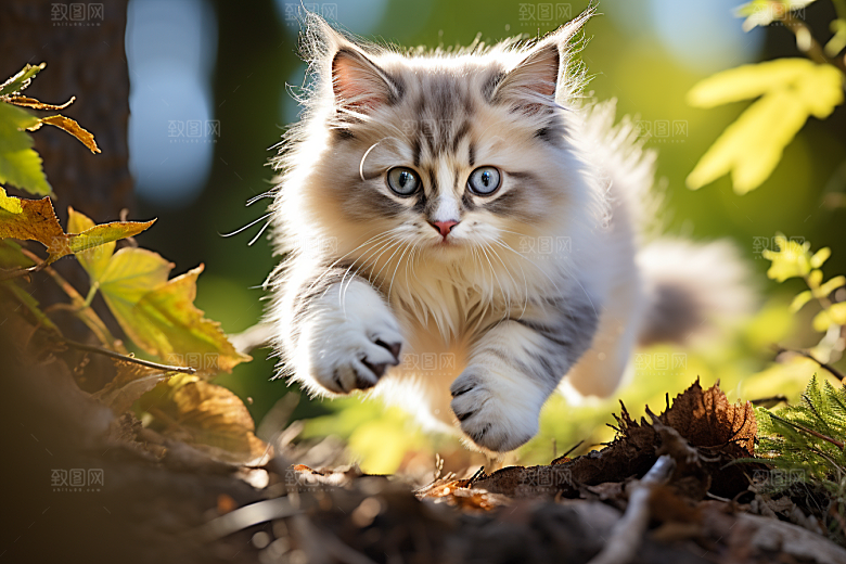 布偶猫自然仙女猫摄影图