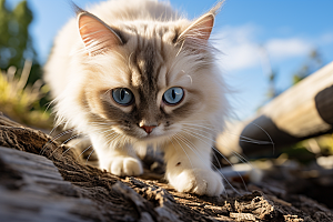 布偶猫家居长毛猫摄影图