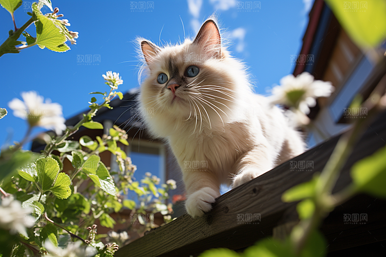 布偶猫养宠高清摄影图