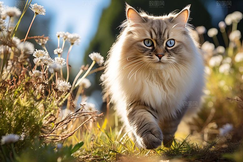 布偶猫宠物仙女猫摄影图
