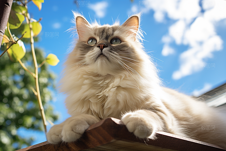 布偶猫宠物长毛猫摄影图