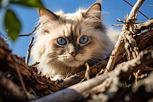 布偶猫宠物可爱摄影图