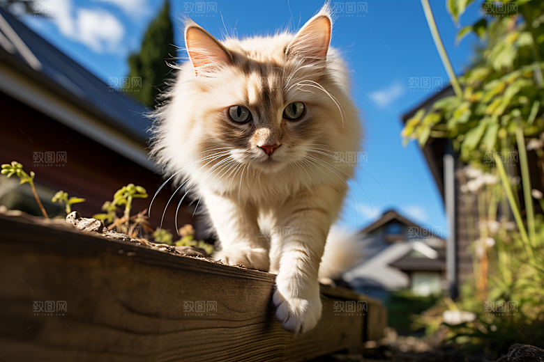 布偶猫宠物仙女猫摄影图