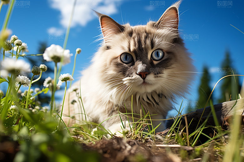 布偶猫高清可爱摄影图