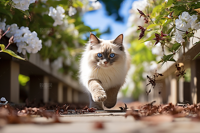 布偶猫可爱清新摄影图