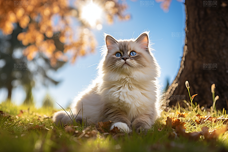 布偶猫家居长毛猫摄影图
