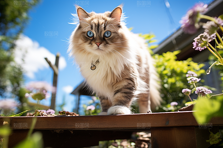 布偶猫生活长毛猫摄影图
