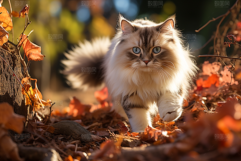 布偶猫可爱养宠摄影图