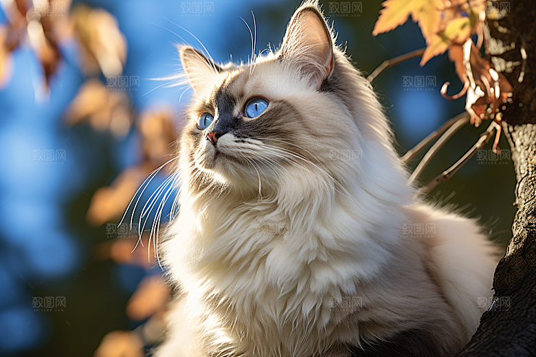 布偶猫高清长毛猫摄影图