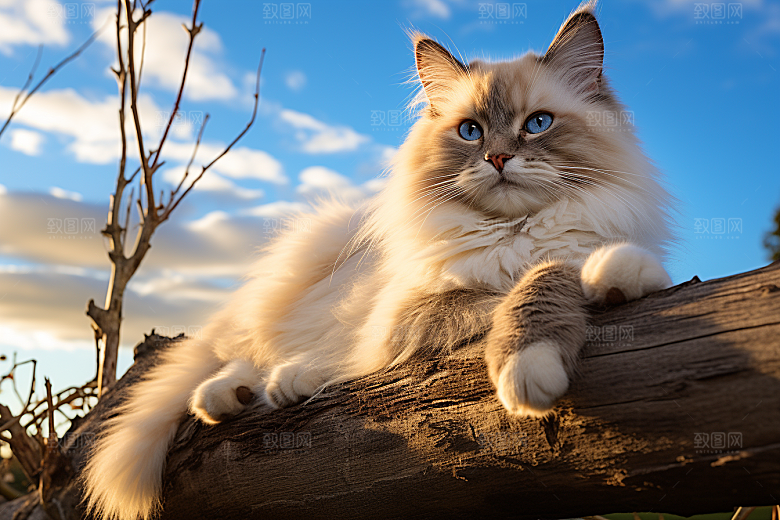 布偶猫生活宠物摄影图