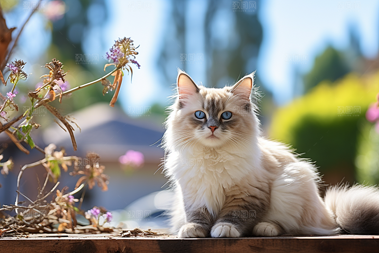 布偶猫生活仙女猫摄影图