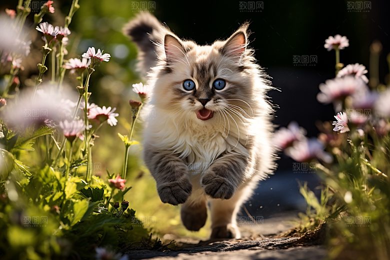布偶猫可爱长毛猫摄影图