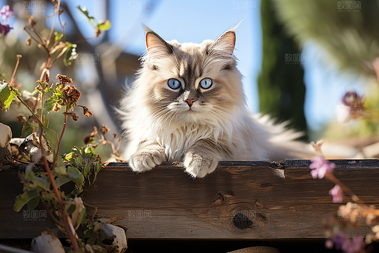 布偶猫宠物清新摄影图