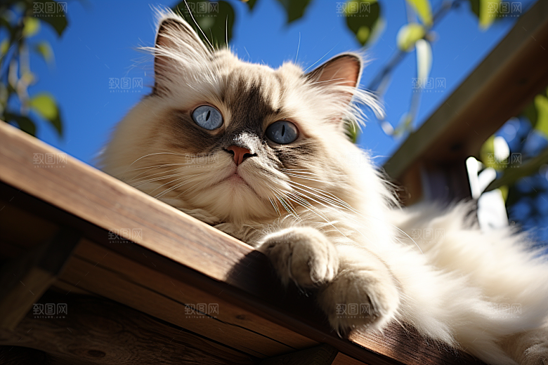 布偶猫仙女猫家居摄影图