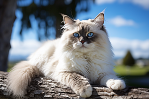 布偶猫宠物自然摄影图