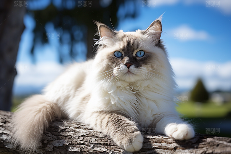布偶猫宠物自然摄影图