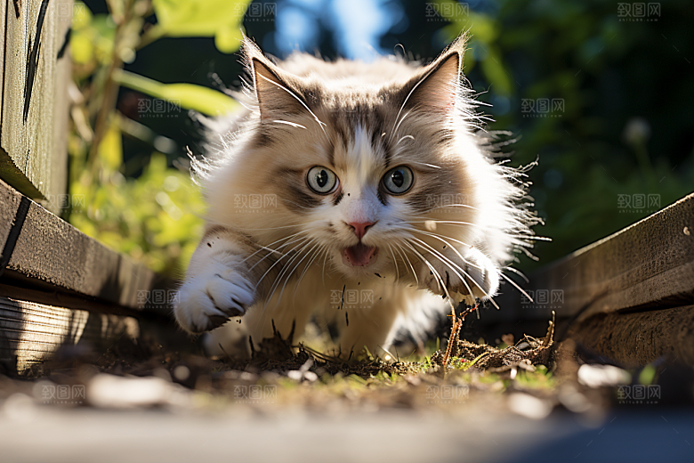 布偶猫仙女猫家居摄影图