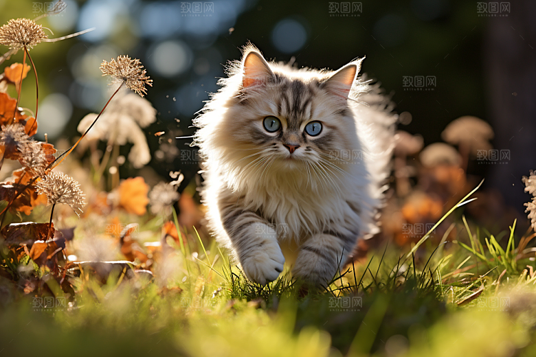 布偶猫自然可爱摄影图