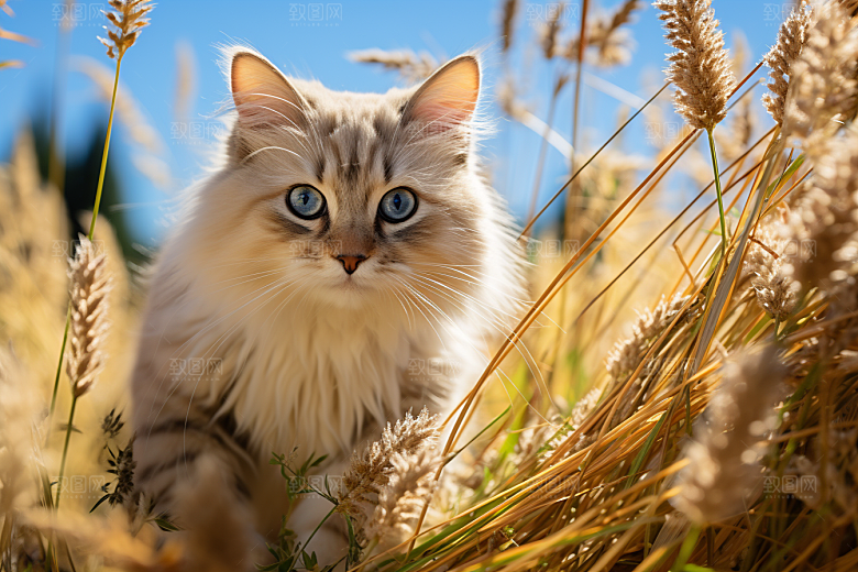 布偶猫养宠长毛猫摄影图
