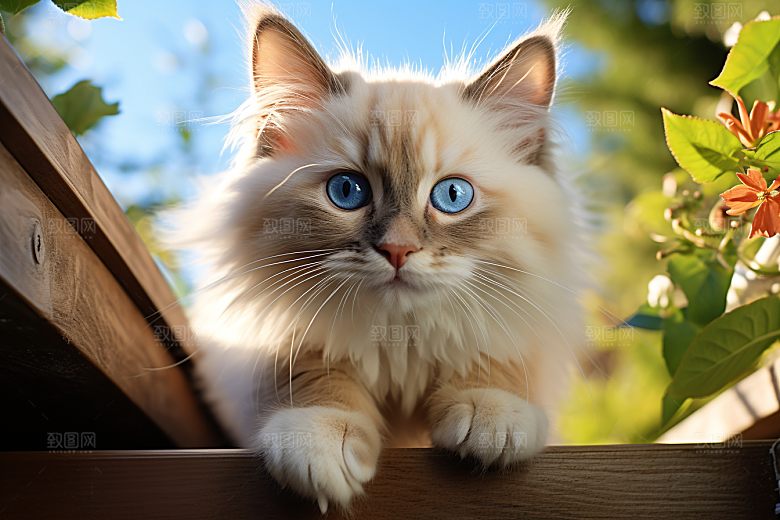 布偶猫仙女猫养宠摄影图
