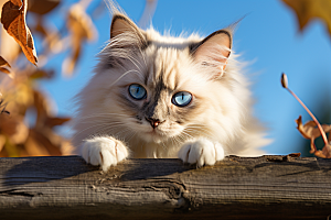 布偶猫仙女猫生活摄影图
