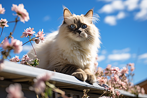 布偶猫可爱高清摄影图