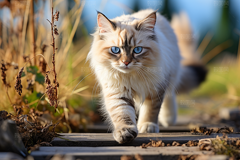 布偶猫生活可爱摄影图