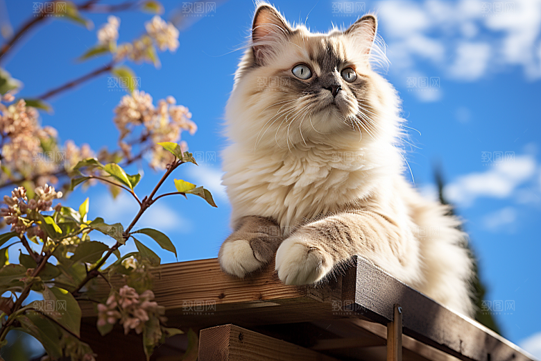 布偶猫家居宠物摄影图