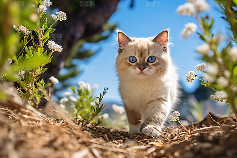 布偶猫仙女猫家居摄影图