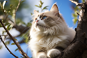 布偶猫可爱生活摄影图