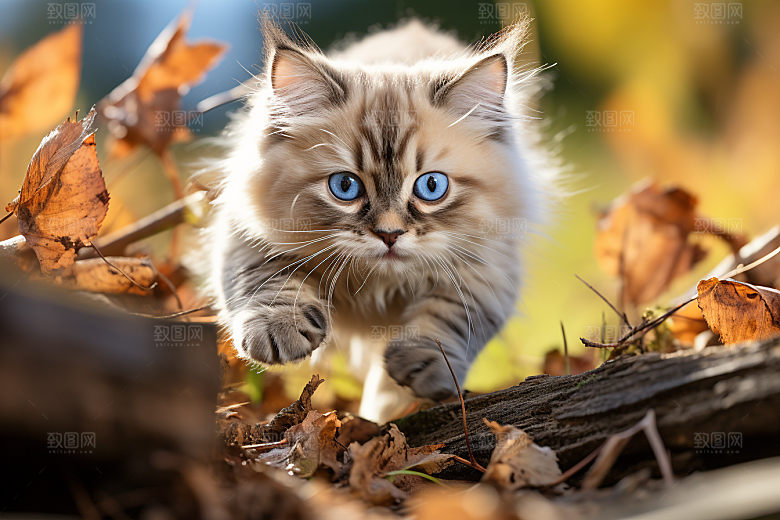 布偶猫养宠仙女猫摄影图