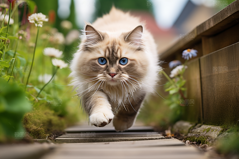 布偶猫清新仙女猫摄影图