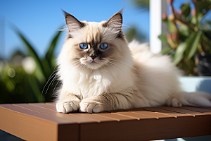 布偶猫长毛猫高清摄影图