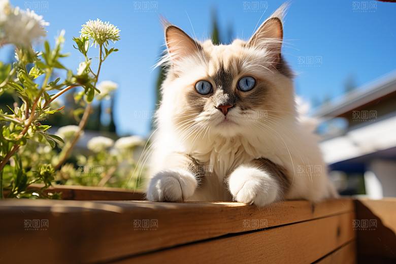 布偶猫高清可爱摄影图
