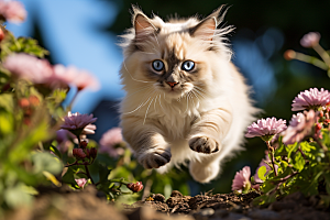 布偶猫可爱自然摄影图