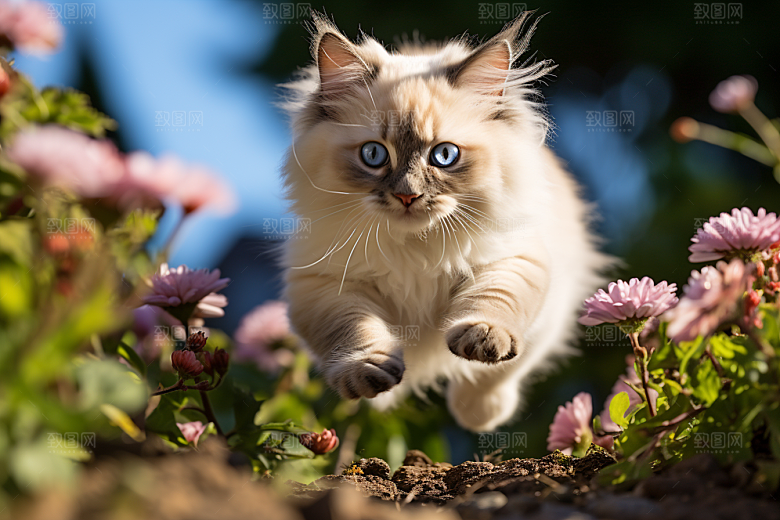 布偶猫可爱自然摄影图