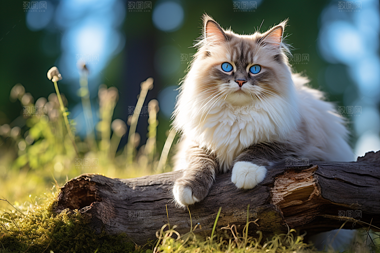 布偶猫清新可爱摄影图