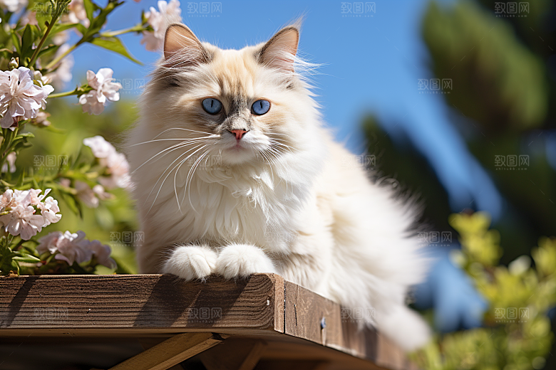 布偶猫仙女猫养宠摄影图