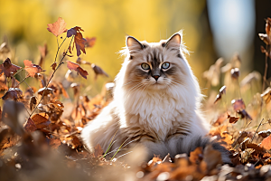 布偶猫长毛猫宠物摄影图